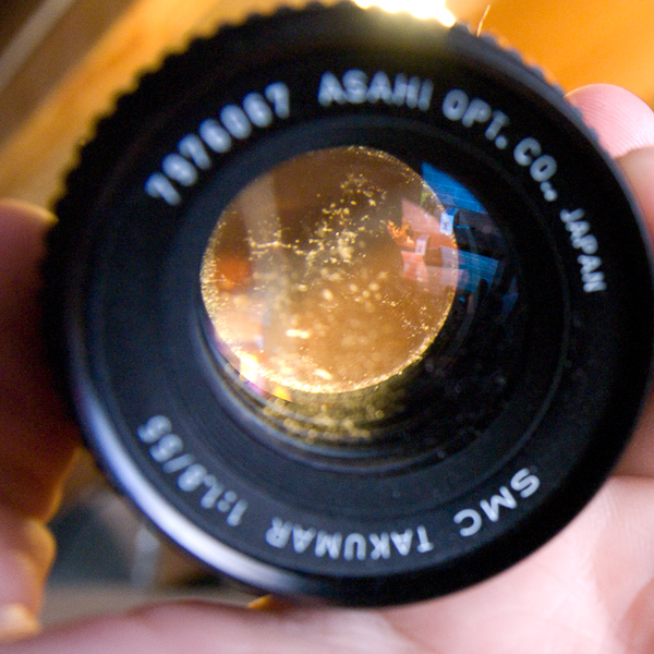 Camera Lense Fungus